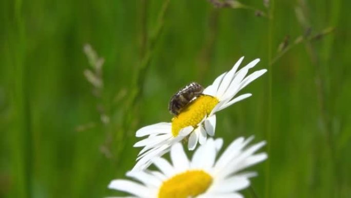 一只甲虫在雏菊上收集花蜜和花粉。