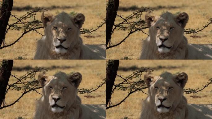 南非克鲁格国家公园的白狮特写