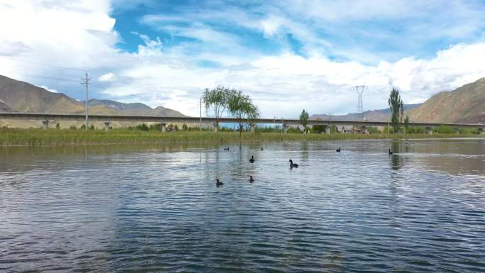 湖水 越冬 湿地野鸭崽 生态和谐 白鹭飞