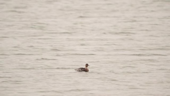 在开放水域游泳的eclips中的雄性红胸秋沙鸭 (Mergus serrator)
