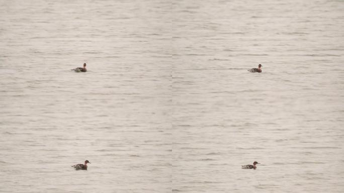 在开放水域游泳的eclips中的雄性红胸秋沙鸭 (Mergus serrator)
