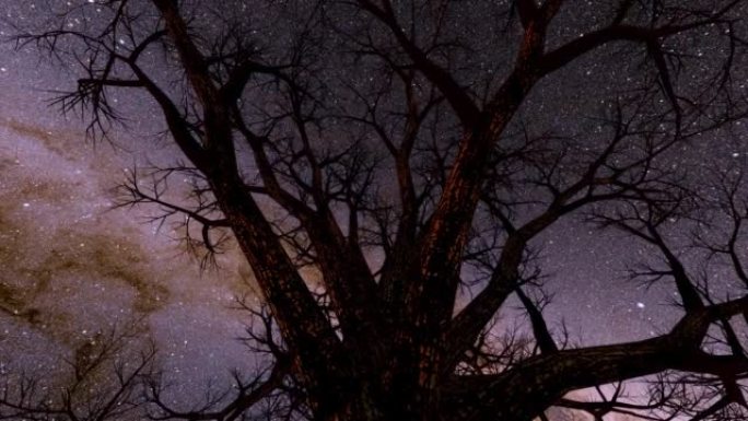 无叶的秃头树在恒星和银河系的夜空下旋转