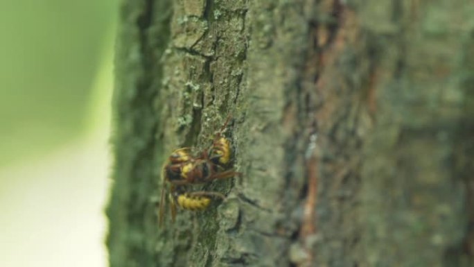 木皮上的欧洲大黄蜂或胡蜂蟹。黄蜂在野外交流。特写。