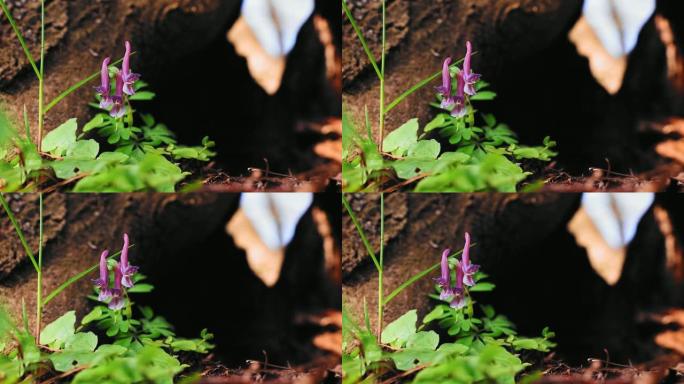 白天，森林里美丽的紫堇花的高清镜头