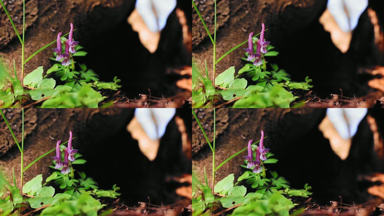 白天，森林里美丽的紫堇花的高清镜头