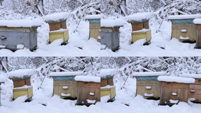 冬天的翠雀。雪下的蜂箱。农场上积雪覆盖的蜂箱