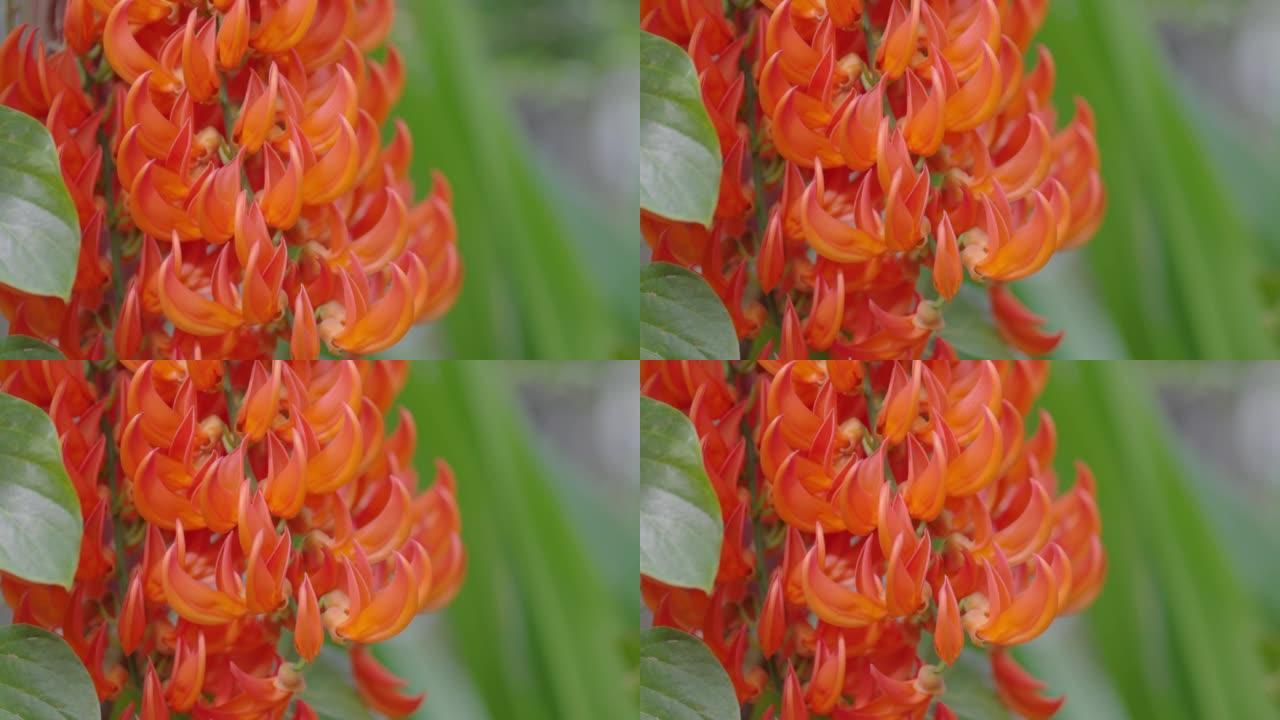 在凉棚上种植几内亚爬山虎或红色藤本植物花。