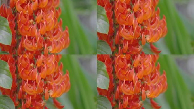 在凉棚上种植几内亚爬山虎或红色藤本植物花。