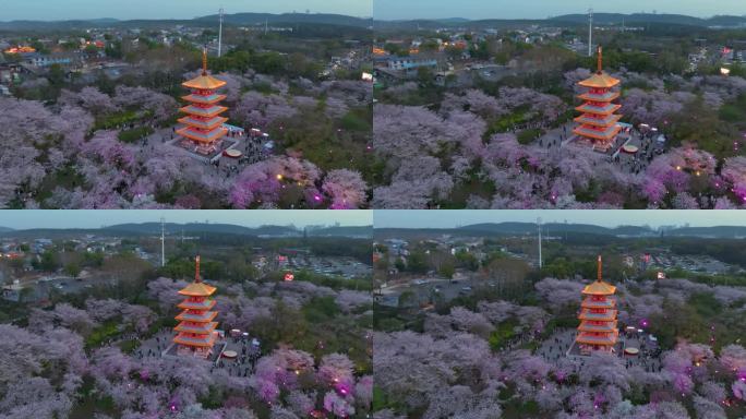 武汉东湖磨山樱花园春季风光