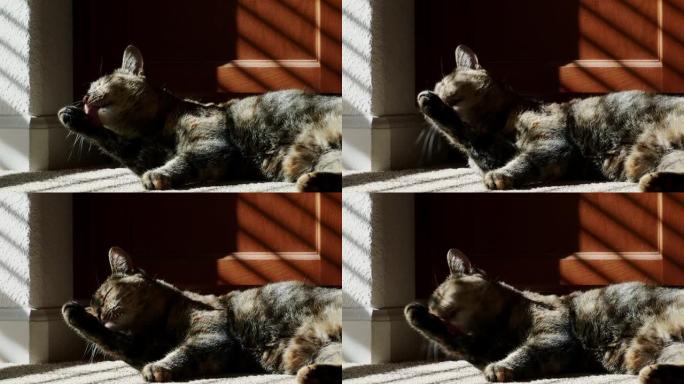 白天在公寓里的猫特写镜头