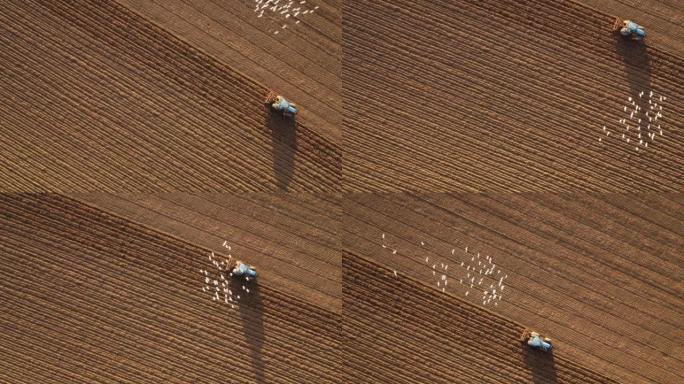 4k无人机镜头农民在日落时驾驶拖拉机深耕土地