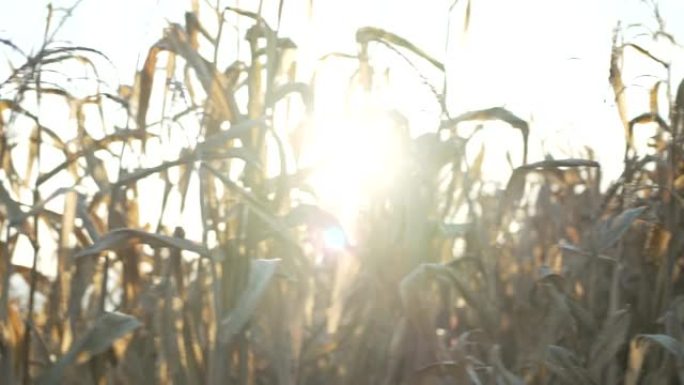 干玉米叶玉米田全球变暖干旱特写。成熟的玉米。