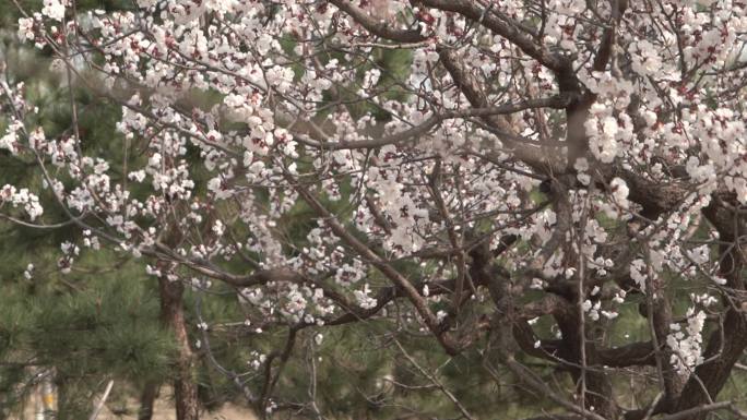 春季桃花盛开风吹拂桃花花瓣掉落
