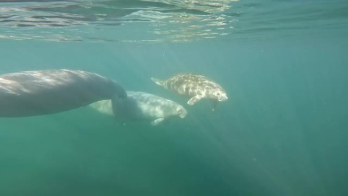 海牛海牛鱼群海洋大海野生动物