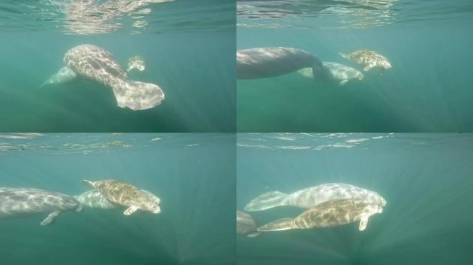 海牛海牛鱼群海洋大海野生动物