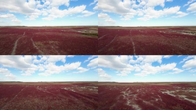 无人机拍摄了红花和蓝色多云的天空