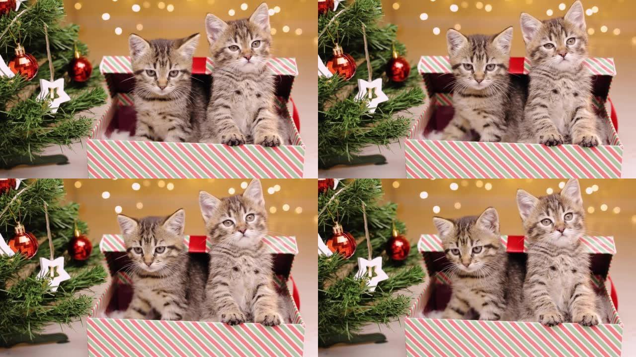 在圣诞树旁边打开一个装有小猫和它们惊讶的样子的礼品盒