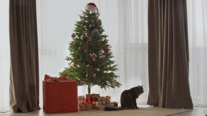 圣诞树周围有很多礼物。一只漂亮的猫躺在礼物旁边。圣诞节假期的新年概念