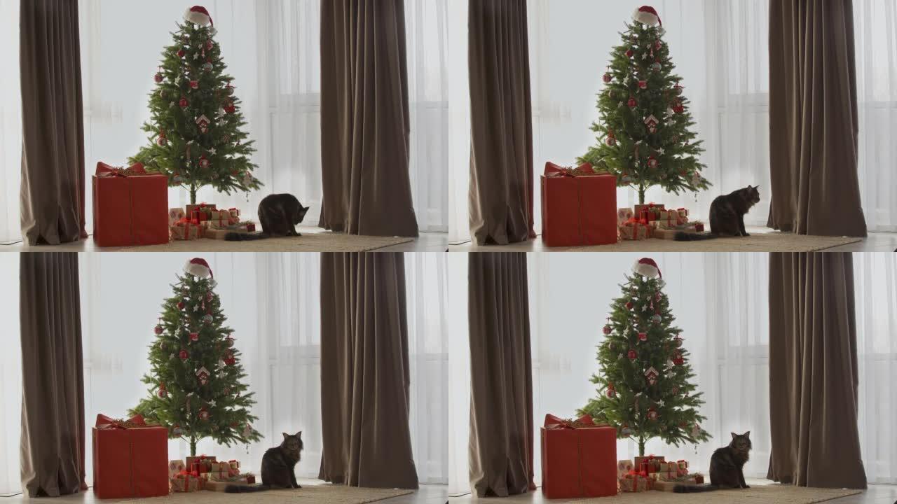 圣诞树周围有很多礼物。一只漂亮的猫躺在礼物旁边。圣诞节假期的新年概念
