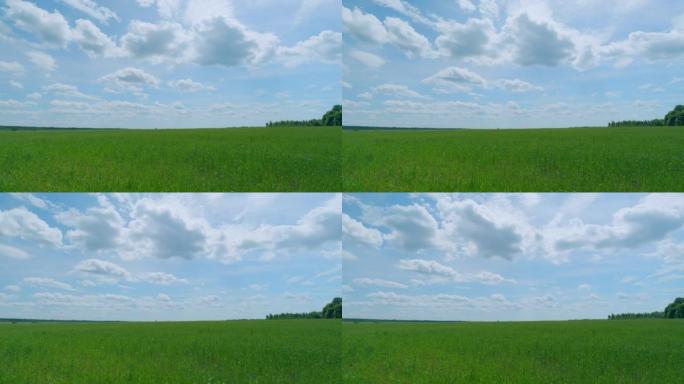 早上麦田。耳朵在风中慢慢摇曳。农业概念 -- 蓝天与云。时间流逝。