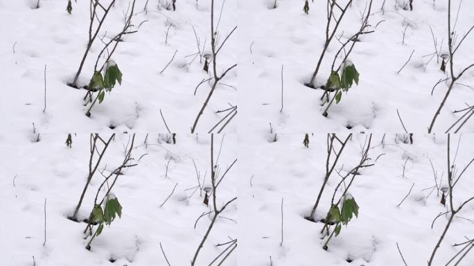 雪中树枝上很少有绿叶