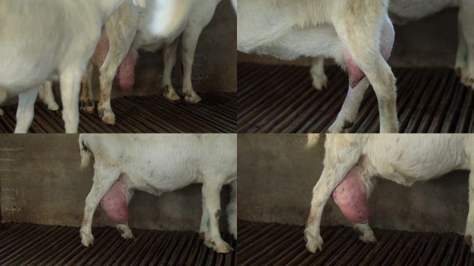 母羊 病羊 乳房炎 乳房结痂 病部症状