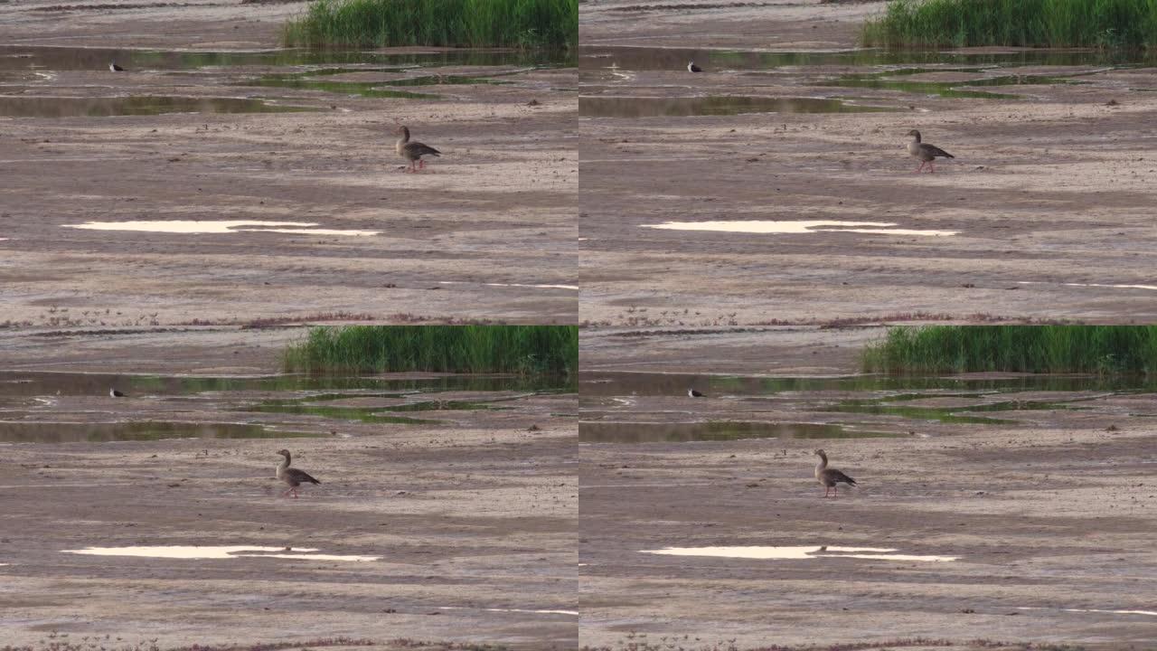一只灰鹅走在浅滩上