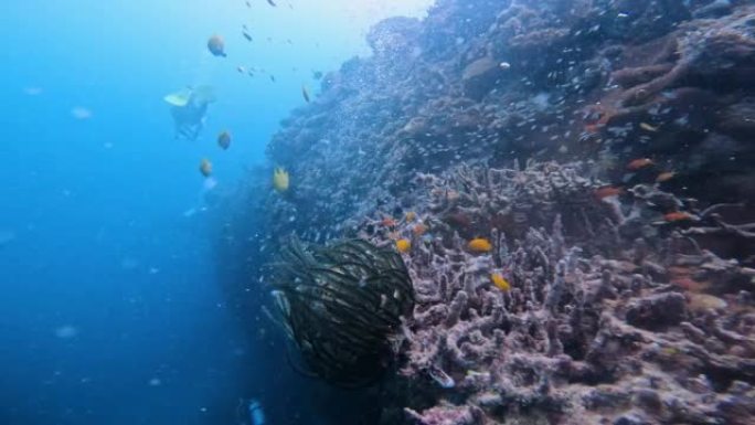 电影视野水下珊瑚礁丰富的鱼类和其他海洋物种。