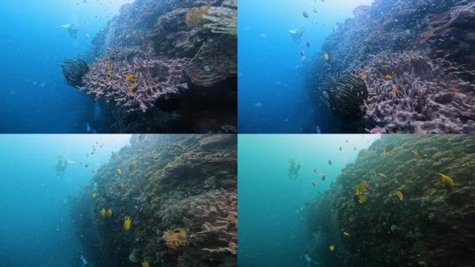 电影视野水下珊瑚礁丰富的鱼类和其他海洋物种。