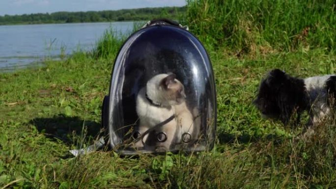 一只小狗对一只猫吠叫。猫在一个透明窗户的提包里。在河岸上野餐的概念。