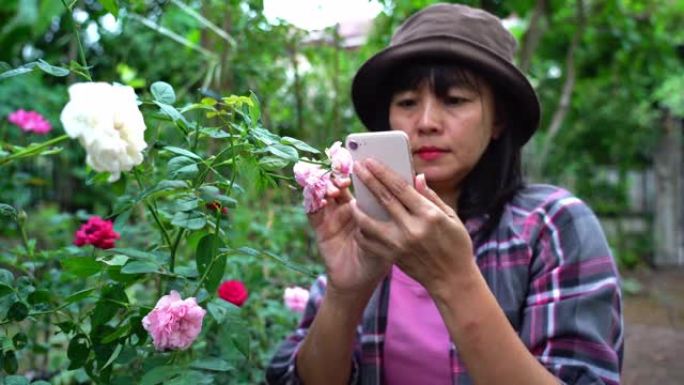 玫瑰园的农民成熟女人，检查质量，农业主题，使用智能手机，自拍