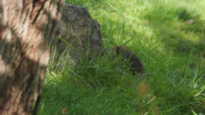 老鼠在绿草丛中偷偷摸摸地寻找食物，追踪镜头