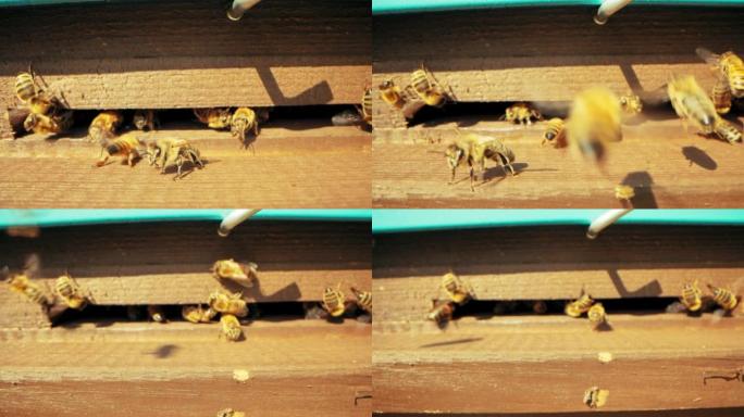 慢速的motiong蜜蜂群体忙碌的昆虫与蜂蜜一起工作，收集花粉制作蜂蜜。提前的集体过程。农村的杏树养