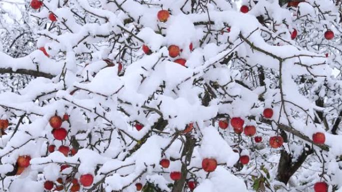 冬天雪下的苹果树。冬天花园里的树。苹果上的雪。
