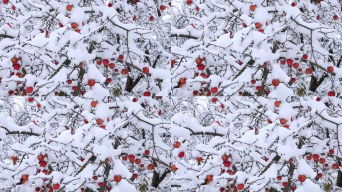 冬天雪下的苹果树。冬天花园里的树。苹果上的雪。