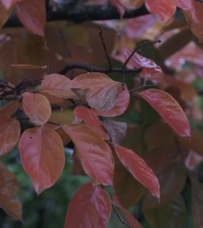 秋雨落在橙色柿叶上的慢动作视频