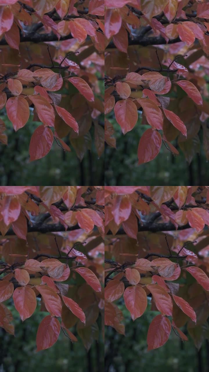 秋雨落在橙色柿叶上的慢动作视频