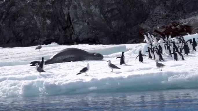 豹纹海豹向阿德利企鹅群爬行