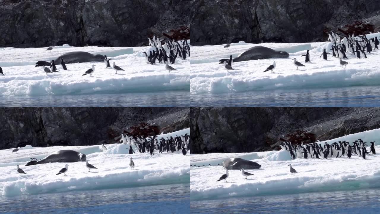 豹纹海豹向阿德利企鹅群爬行