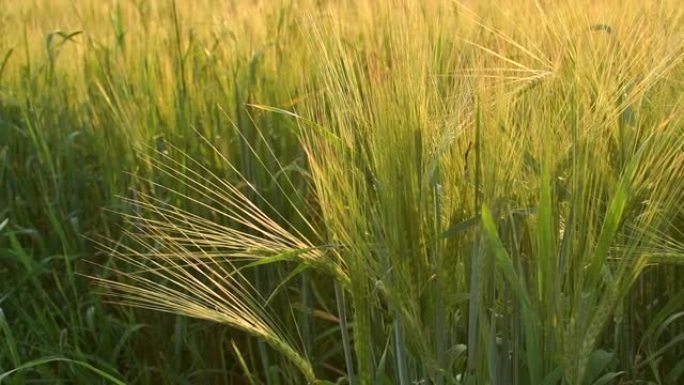 绿色的麦田。选择性聚焦，模糊。春季背景。田间鲜绿的小麦。夏天的象征