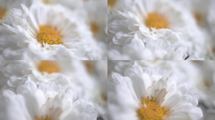 白色小雏菊花束的特写镜头。3月8日，母亲节概念