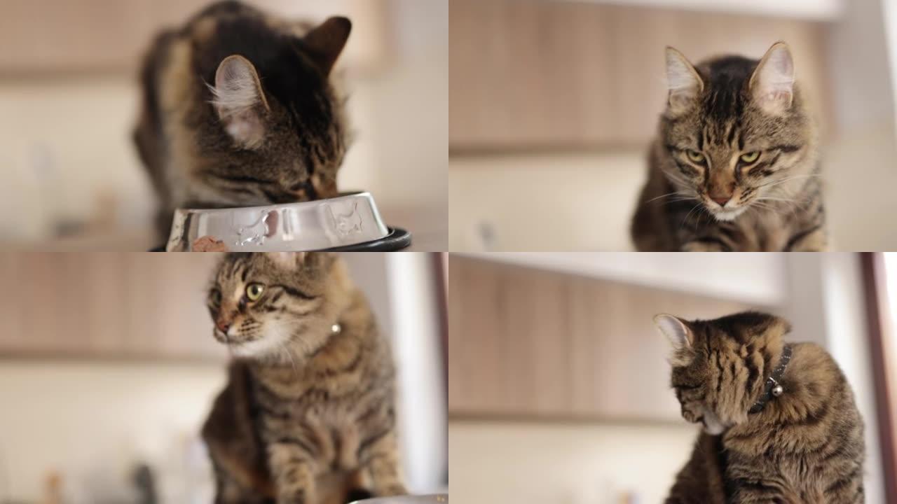 家猫在公寓里从猫碗里吃东西