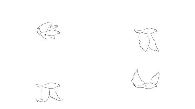 铅笔黑白飞鸟动画-4k股票视频