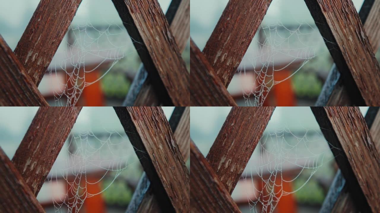 雨后水滴的蜘蛛网
