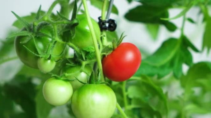 一步一步地从种子中种植西红柿。步骤13-未成熟的绿色和成熟的红色西红柿