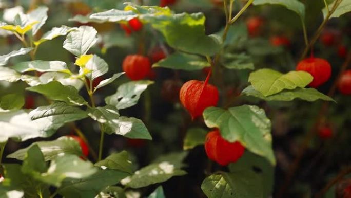 中国酸浆植物特写，装饰植物背景。美丽明亮的农场植物酸浆红辣椒，墨西哥番茄番茄。蔬菜，收获