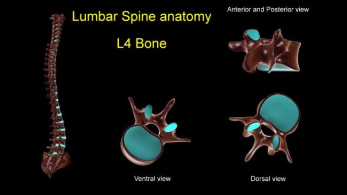 腰椎L 4骨解剖医学概念3D动画