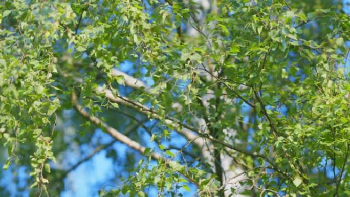 森林里阳光明媚的夏天。在阳光明媚的日子里，白桦树树枝的仰视视图是一片蔚蓝的天空。慢动作。