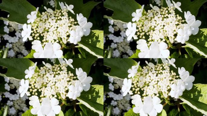 盛开白花的花瓣，特写。春花上的阳光和阴影。假日，爱情，生日设计背景。微距拍摄。