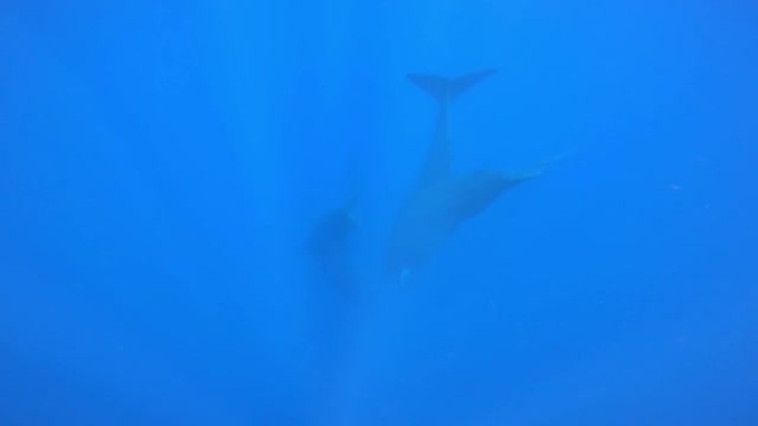 在深海潜水的抹香鲸，水下景观，斯里兰卡